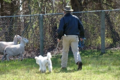 HerdingFugieTom