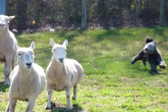 HerdingJack1