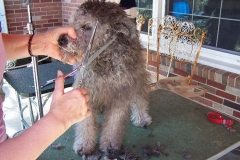 GroomingDay2
