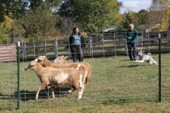 Herding