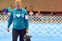 Scirpasta-Chili-UD-OA-OAJ-NF-CGC-in-Obedience-with-owner-Taru-Parvin