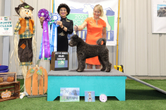 Winners Dog & Best of Winners (National)