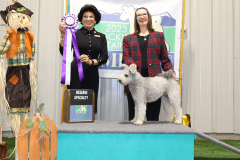 Reserve Winners Dog (National)