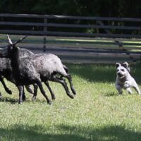 Intro to Herding Seminar