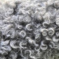 Pumi Coat Maintenance Seminar